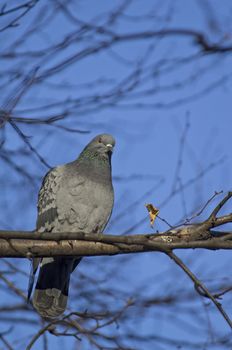 pigeon on a birch
