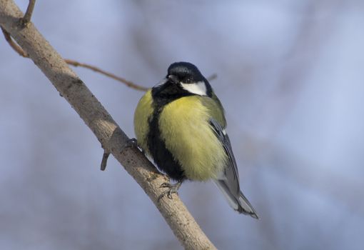 great tit on branch (parus major) 