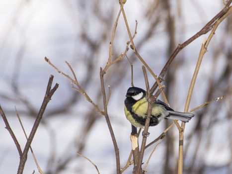 great tit on branch (parus major) 