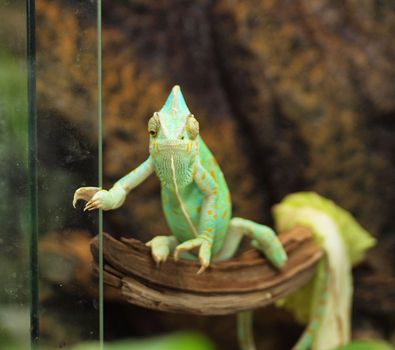 Green chameleon 