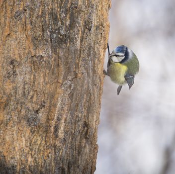 Cyanistes caeruleus on tree