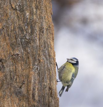 Cyanistes caeruleus on tree