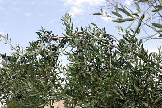 View on olive tree in Greece with olives