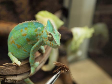 Green chameleon 
