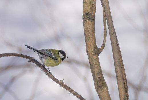 great tit on branch (parus major) 