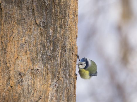 Cyanistes caeruleus on tree