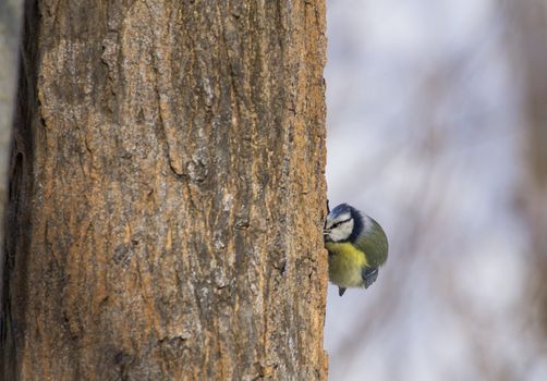 Cyanistes caeruleus on tree