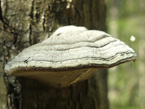 Fungi a tinder