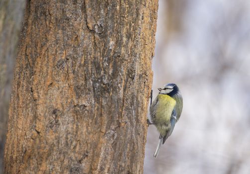 Cyanistes caeruleus on tree
