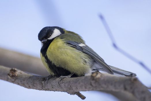 great tit on branch (parus major) 