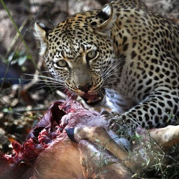 An adult female leopard (Panthera pardus) feeding on its kill of a young Impala near the Khwai River in Botswana in Southern Africa