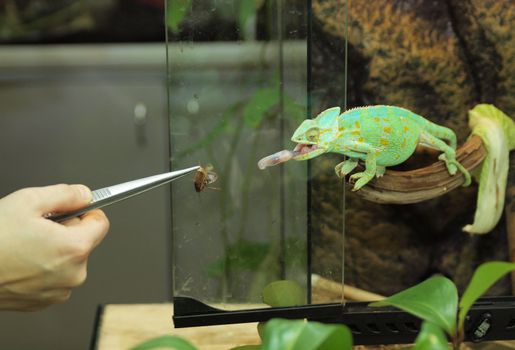 Green chameleon 