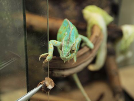 Green chameleon 