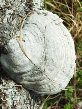 Fungi a tinder