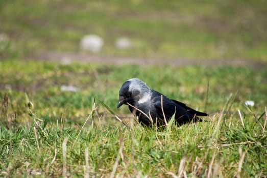 crow on the grass
