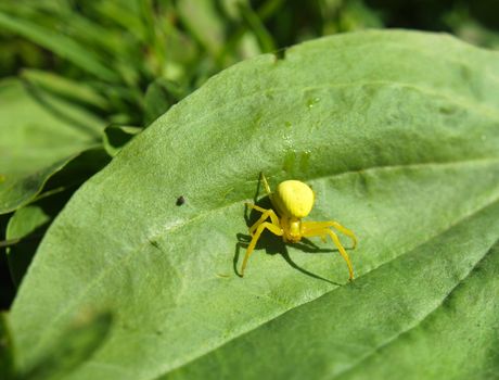 Yellow spider on a plant