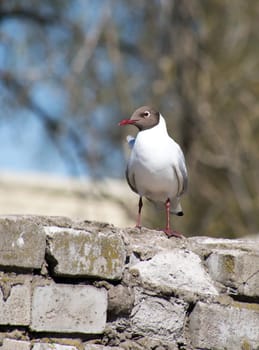 Seagull on a brick fence