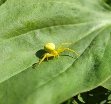 Yellow spider on a plant