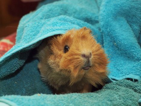 Guinea pig in a towel