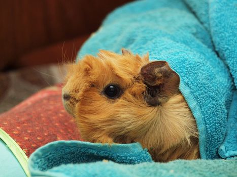 Guinea pig in a towel