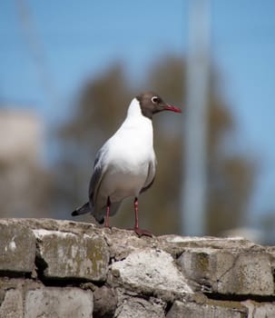 Seagull on a brick fence