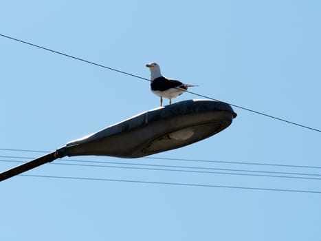 Seagull on the lamp