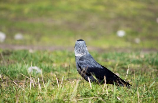 crow on the grass