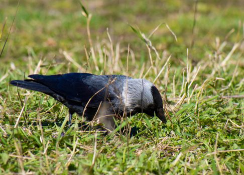 crow on the grass