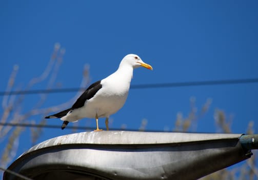 Seagull on the lamp