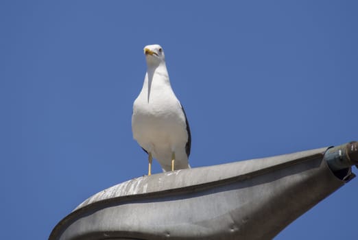 Seagull on the lamp