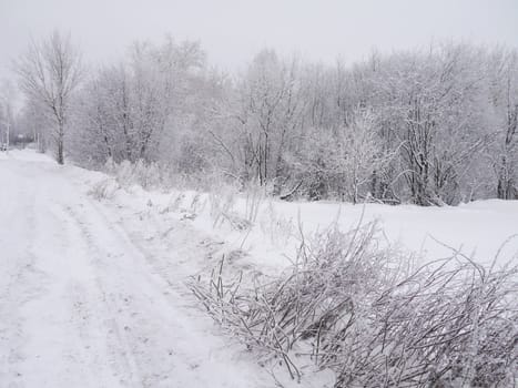 winter landscape