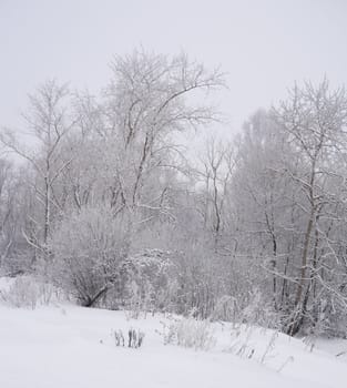 winter landscape