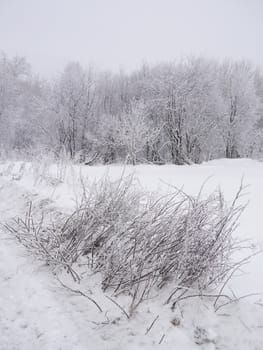winter landscape