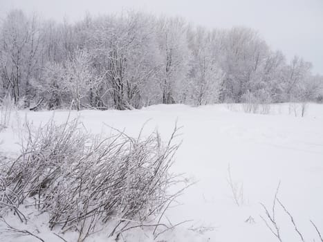 winter landscape