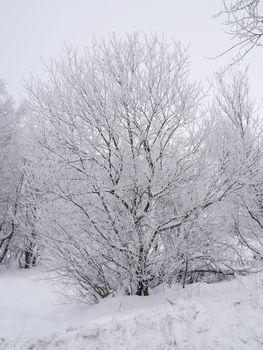 winter landscape