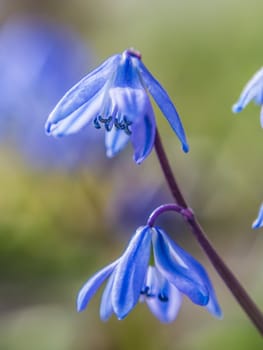 flowers bells