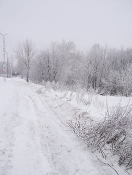 winter landscape