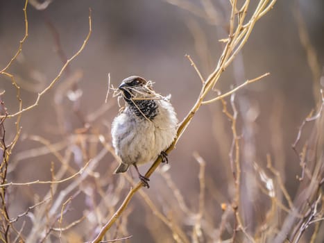 Sparrow on a branch