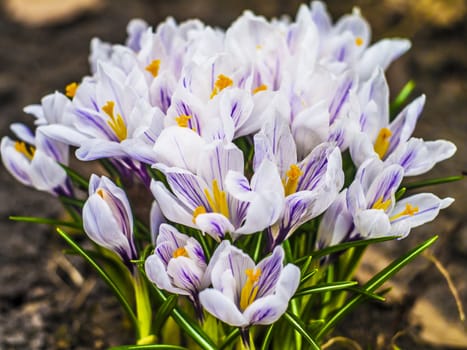 crocuses