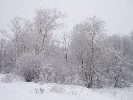 winter landscape