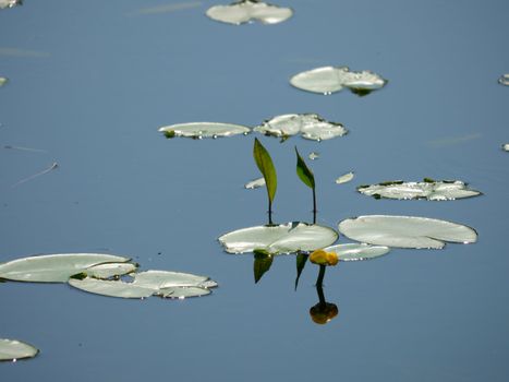 Potbelly leaves on the water