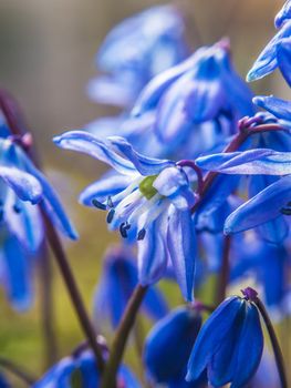 flowers bells