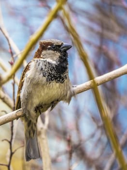 Sparrow on a branch