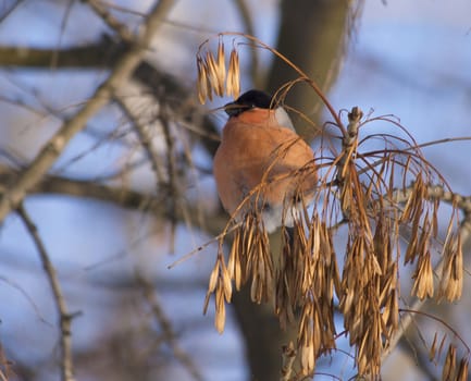 Bullfinch on branch