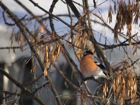Bullfinch on branch