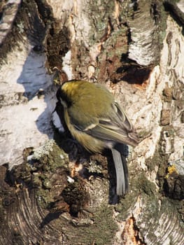 titmouse on a birch