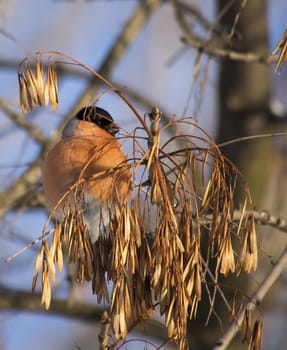 Bullfinch on branch