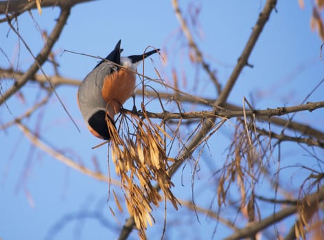 Bullfinch on branch