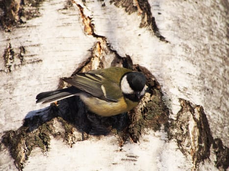 titmouse on a birch