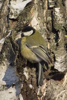 Tit on birch trunk